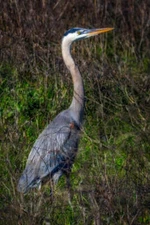 Great Blue Heron in Marsh by Joseph Fisher Fine Art Print Wildlife Bird 13x19