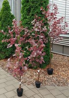 Artplants Kunstbaum Eukalyptus Wischera, FrüChte, Burgunderrot-Grau, 150Cm