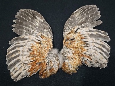 Barred Ginger Rooster Wings Craft Art fly tying soft hackle feathers Taxidermy