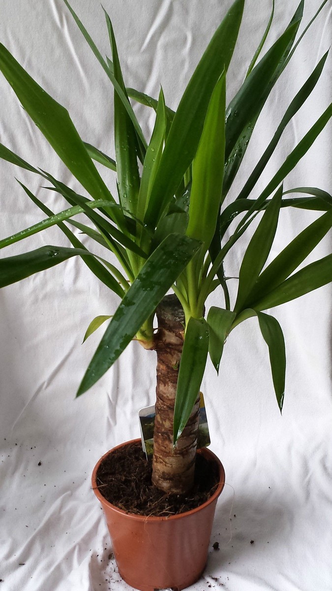 aloe vera creme forever Forever- Aloe Propolis Creme
