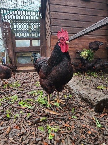6x PURE BREED RHODE ISLAND RED “BANTAM” CHICKEN HATCHING EGGS / RHODIES / RIR - Picture 8 of 24