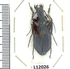 Carabidae, Carabus biebersteini fossiger, male, A2, Georgia