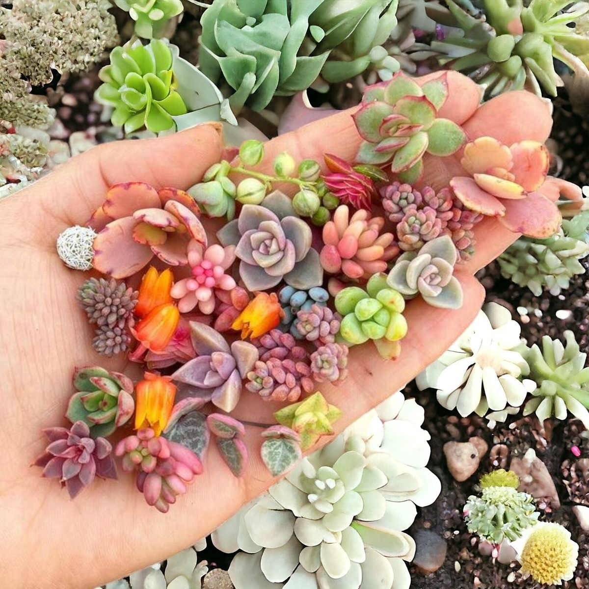 200pcs Rare Mixed Succulent Seeds - Beautiful and Colorful Collection | eBay