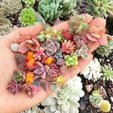 200pcs Rare Mixed Succulent Seeds - Beautiful and Colorful Collection