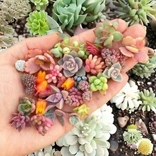 200pcs Rare Mixed Succulent Seeds - Beautiful and Colorful Collection
