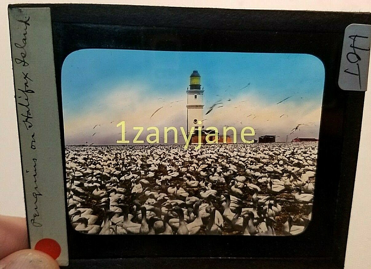 Glass Magic Lantern Slide HOT PENGUIN HALIFAX ISLAND  Lüderitz in Namibia BIRDS