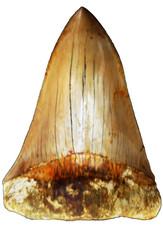 11 cm großer, schöner Megalodon Haizahn Fossil Hai Zahn