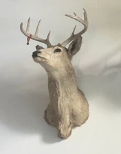 Taxidermy Deer