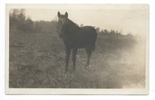 1910s 1920s Postcard Black Horse Posing Farm Ranch Field Real Photo Cyko