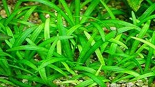 BUY 2 GET 1 FREE Dwarf Sagittaria Subulata Dwarf Sag Live Aquarium Plants