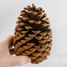 Large Coulter Pinecone 6-1/2" H Crafts Rustic Decor Cabins Weddings VGC