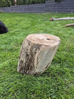 29 cm XL Treibholz Schwemmholz Driftwood Dekoration Terrarium Stamm DIY Spanien