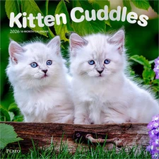 BrownTrout,  Kitten Cuddles Plato Special Value 2026 Wall Calendar, 12'' X 12'',