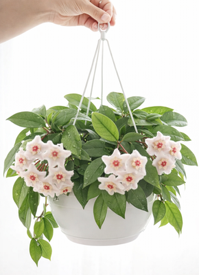 Hoya Fungii x Publicalyx 3
