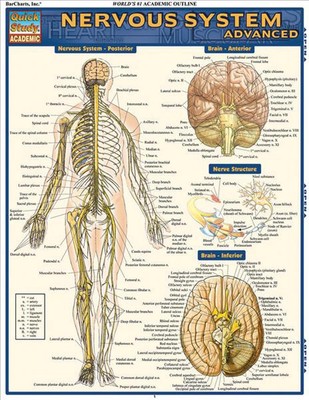 Nervous System Advanced: Quickstudy Laminated Reference Guide by Vincent Perez (