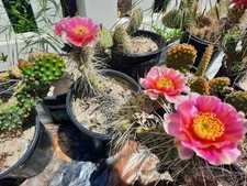 Opuntia Nicholli x Opuntia