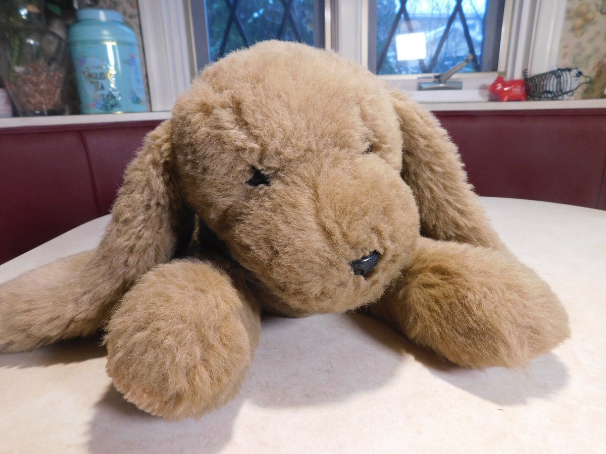 Tan Drop Ears Dog Tan Pitbull Terrier With Floppy Ears Looking Up