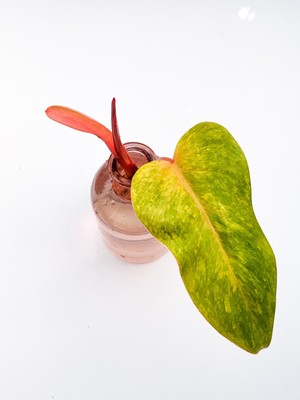 Philodendron Painted Lady Cutting Rare Aroid Not Monstera Ebay