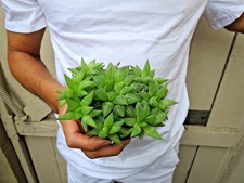 Haworthia Retusa Succulent
