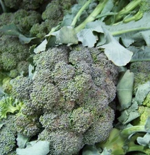 180 SEEDS - broccoli WALTHAM BROCCOLI GroCo USA - BUY 15-SHIPS FREE