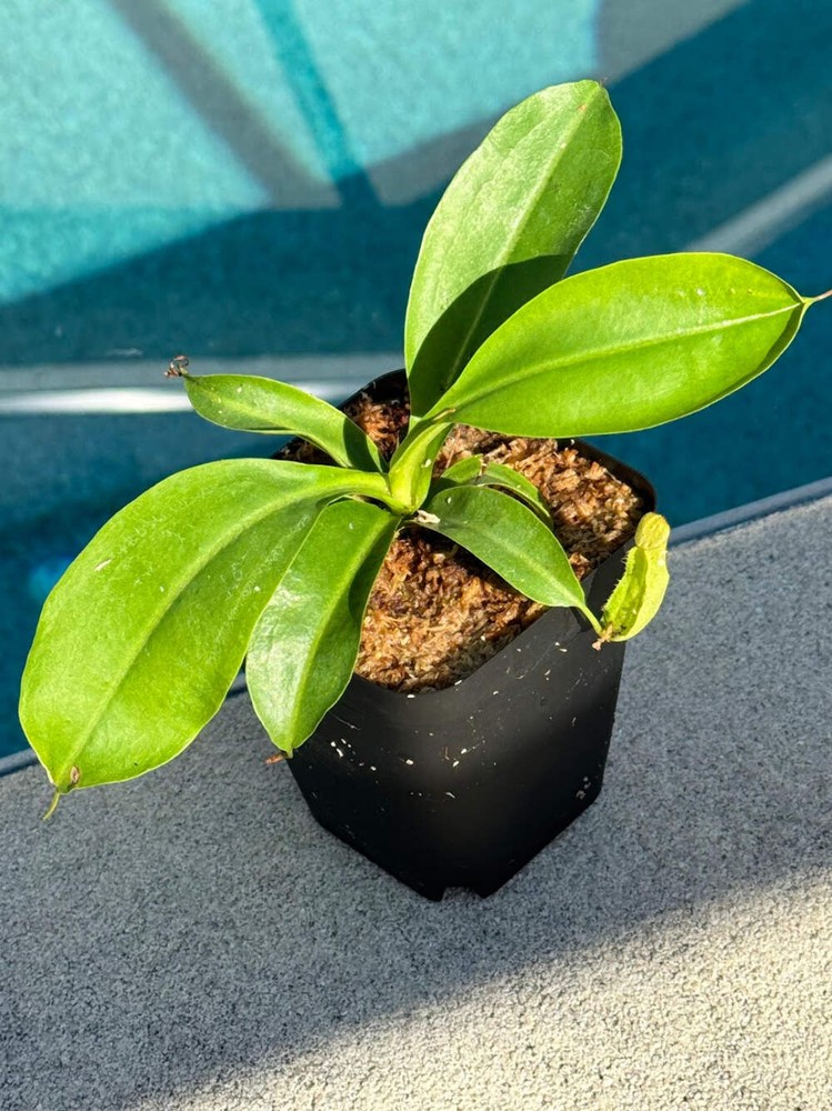 Exotic Nepenthes Miranda Carnivorous Pitcher Plant for Sale