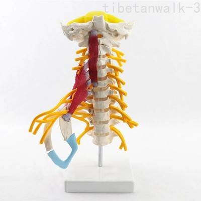 1:1 Human Cervical Spine Anatomy Model with Muscle Nerve Brainstem Detachable US