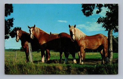 Working Horses Farm Animals Blue Sky Trees 1960s Photochrome Rppc