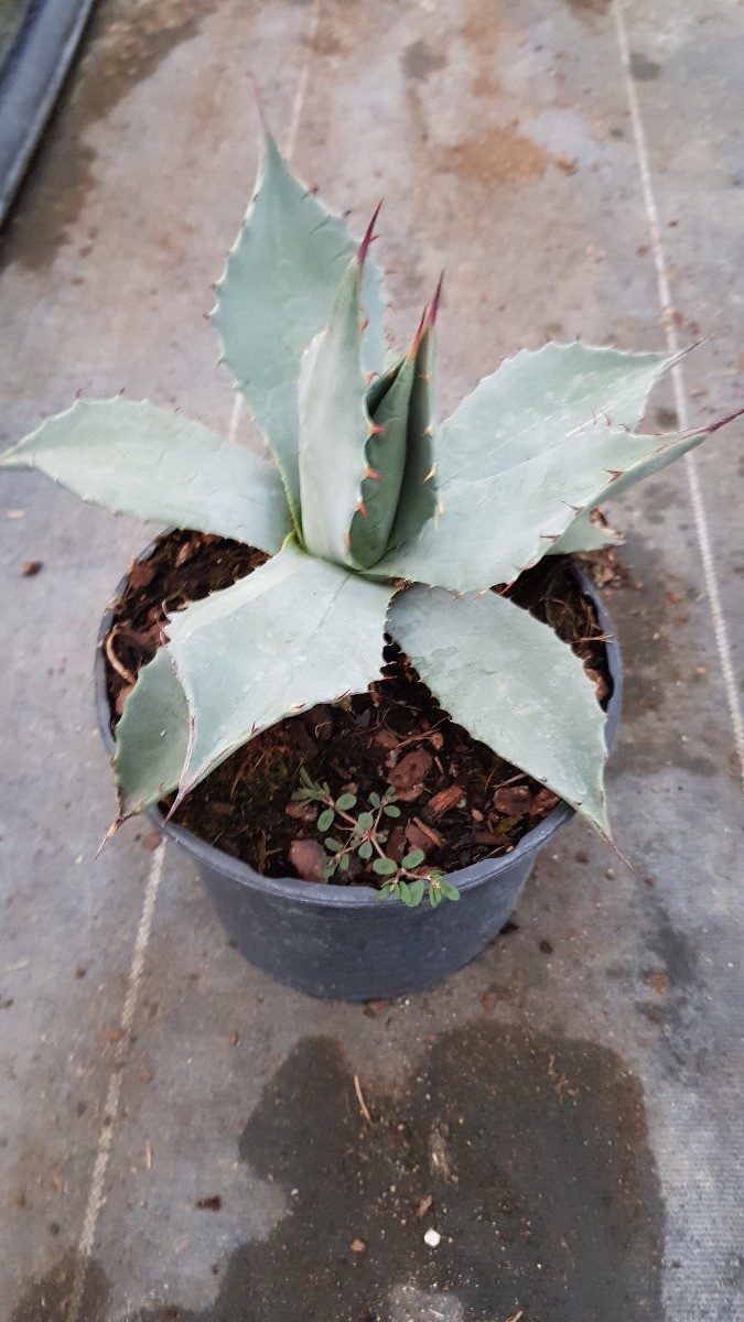Agave parryi var. 'Parryi' en conteneur de 2,5L pour jardin sec