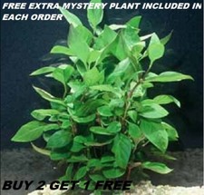 Alternanthera ficoidea Hedge Green Freshwater Live terrarium Plant BUY2GET1FREE