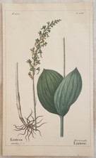 LISTERA MAJOR ORCHID ORCHIDS ORCHID 1843 ROMER ORCHIDS 