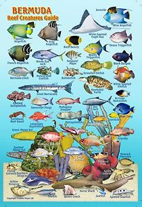 Reef Fish Identification Chart