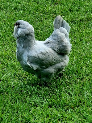 6+ Rare Show Quality Lavender Ameraucana  Hatching Eggs, Self Blue, NPIP & APA 
