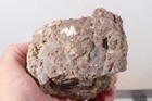 Oregon Richardson Ranch Thunderegg Lapidary 1 lb 11 oz. rough Lot #E10 — photo 2
