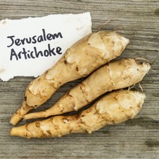 Perennial Edible Tuber, Jerusalem Artichoke ‘Fuseau’ X3 Tubers