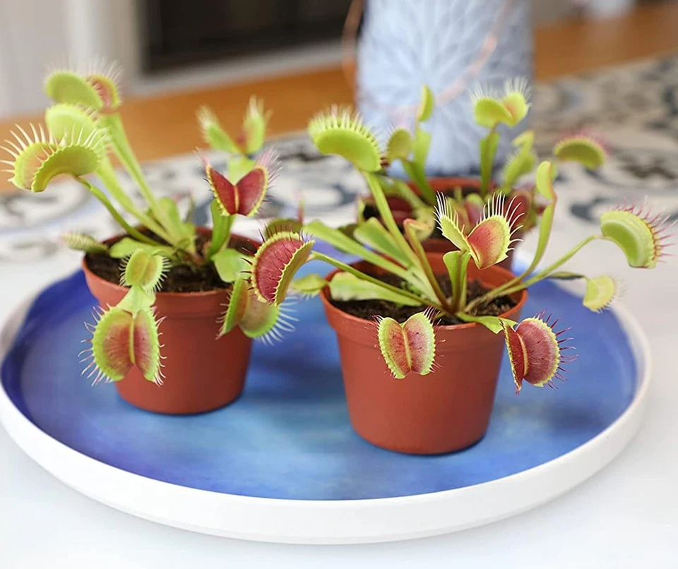 Carnivorous Plant Trio: Live Venus Fly Traps - Educational & Easy Indoor Care - Image 4 of 4