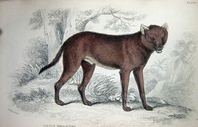 Original alter antiker Druck Jardine um 1839 Dloch Indianer Indien Tier Farbteller