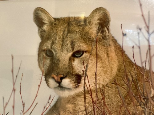 Gerry Lamarre Wildlife Photo Print 1637 Cougar Portrait Matted 16 x 12 - Picture 2 of 4