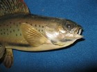 Arctic Grayling wall mount — photo 2