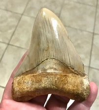 TRULY ELEGANT & ABSOLUTELY BEAUTIFUL - INDONESIAN MEGALODON SHARKTOOTH FOSSIL