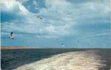 Virginia, Hill, INIA, Beach, 1952, U.S. Postage, Postcard