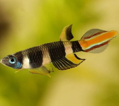 JUSTFISHYTHING Clown Killifish AKA Rocket Killifish