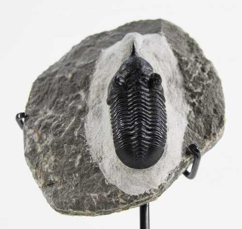 TRILOBITE MOROCANITES MALLADOIDES FOSSIL Surmounted Bronze Upstand - Picture 3 of 12