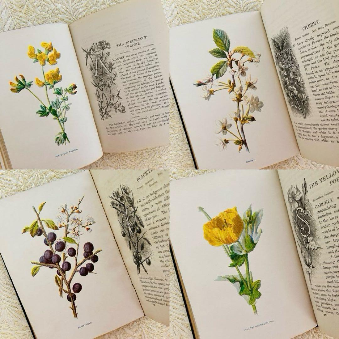 Familiar Wild Flowers Vol.2 Antique Botanical Encyclopedia Book