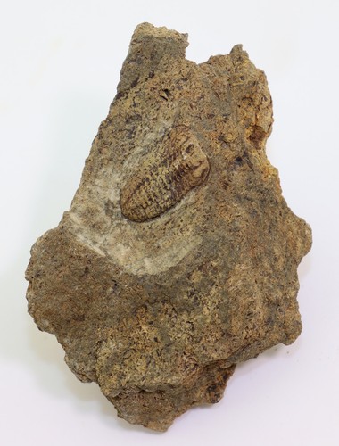 Trilobit, Acastoides poschmanni, Devon, Ems, Steinsberg, Deutschland -m8 - Picture 2 of 4