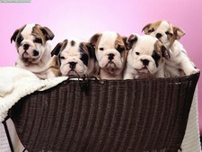 Just Arrived Bulldogs Animals Mouse Pad Stunning Photos