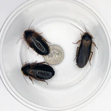 Dubia Roach Breeder Starter Colony (40 Females/10 Males) Live Arrival Guaranteed
