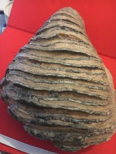 Fossil Mammut Zahn 1,1Kg