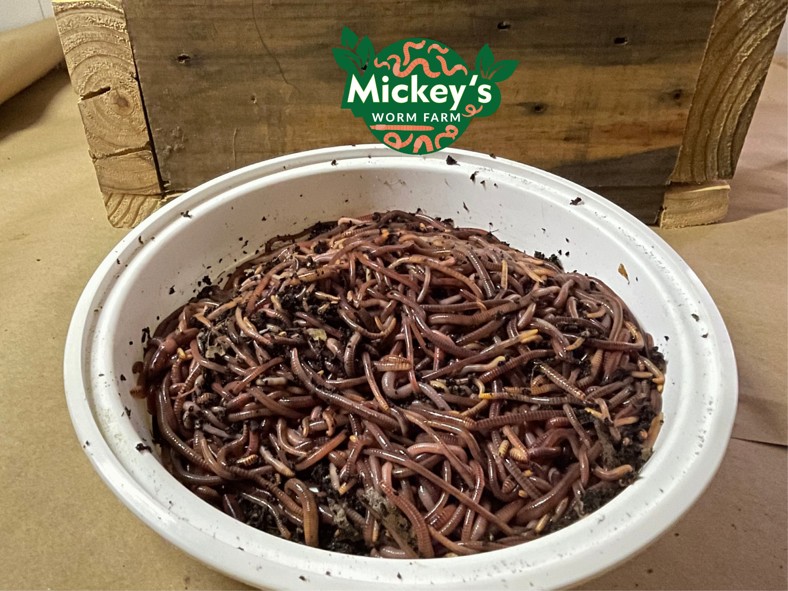 European Nightcrawlers Live Bait Worm Pet Food Axolotis Reptile Bird 50