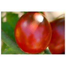 Tomate Cerise Prune Rouge 30 graines Variété Ancienne semence paysanne Poot BIO