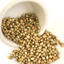 Premium Indian Coriander Seeds